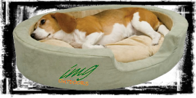 dog bed